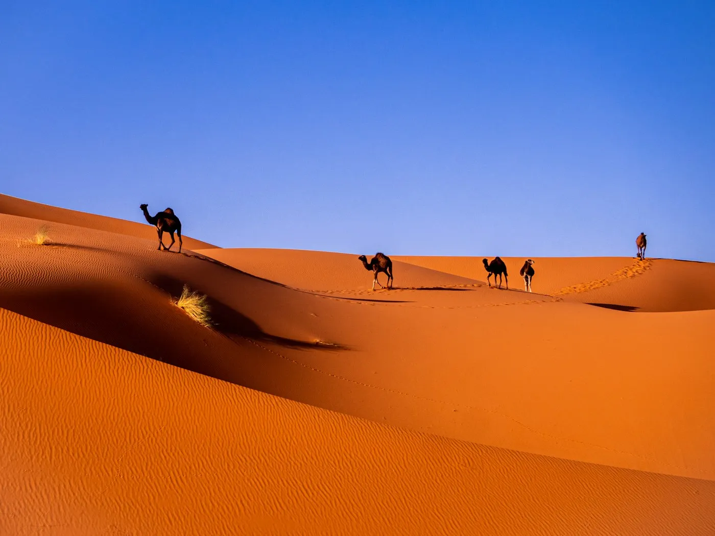Sahara desert from Agadir by car 2026